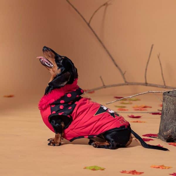 Dog Coat Minnie Mouse/XXS - Image 9